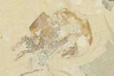 Two Cretaceous Fossil Shrimp - Lebanon #202163-2